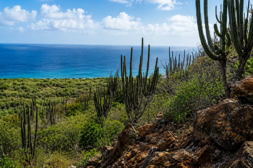 Take a Tour of Bonaire's Dry Forest