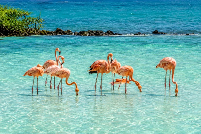 Spot Bonaire's Pink Flamingos