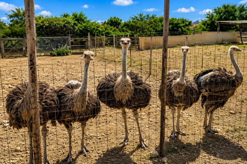 Ostrich Farm
